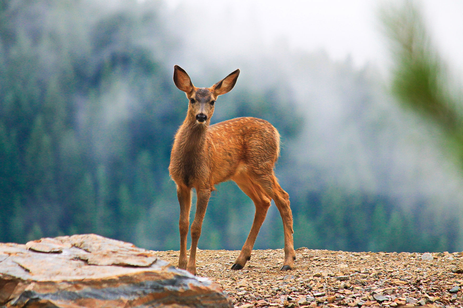 Hiawatha Mule Deer Fawn